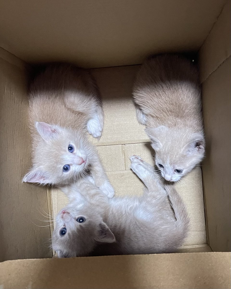 haneenx2001's tweet photo. I found these 3 angels tied in a bag in the garbage today. It breaks my heart that I already have 4 cats, so can’t keep them long-term. 

Please Retweet ‼️and DM me if you’re in egypt and interested in adopting or fostering any or all of them <3 https://t.co/riSRe9R7LO