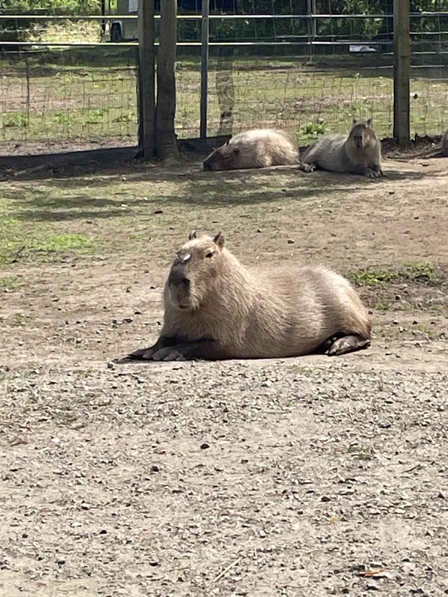 かっぴばら様 温泉大好き】カピバラ8つの秘密【みんなのどうぶつ園公式】どうぶつ