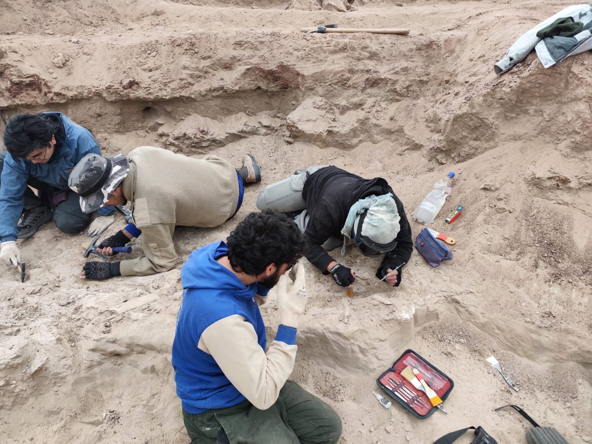 Pittman Palaeo Lab tweet media