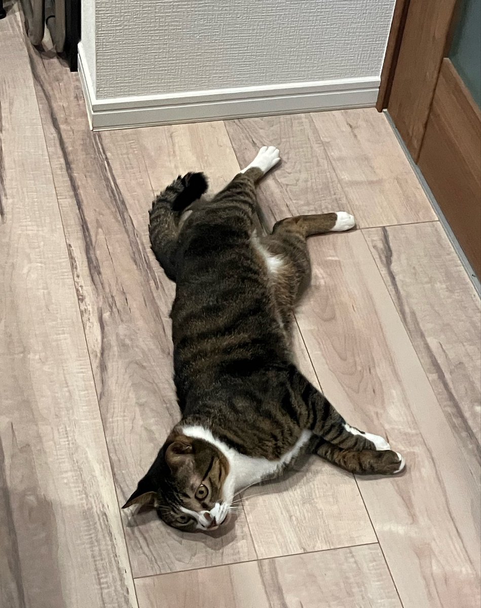 leadiary0915's tweet photo. 落ち始める時期が始まります🥰

#猫のいる暮らし
#猫好きさんと繋がりたい https://t.co/d0VhUnDRyZ