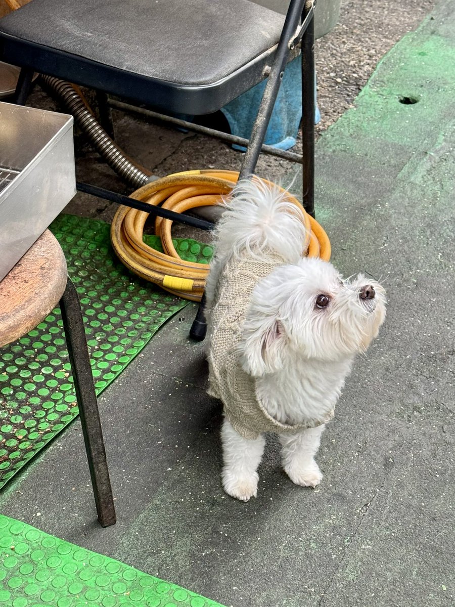 フユ tweet media