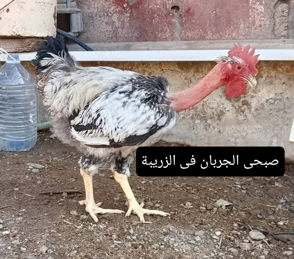 جيفارا tweet media