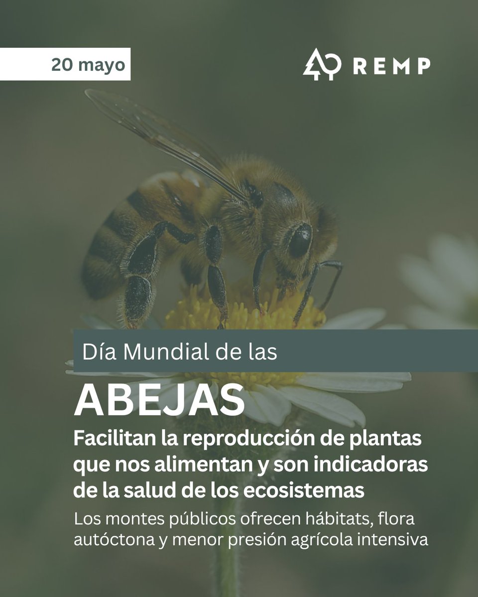 Red Estatal de Montes Públicos (REMP) tweet media