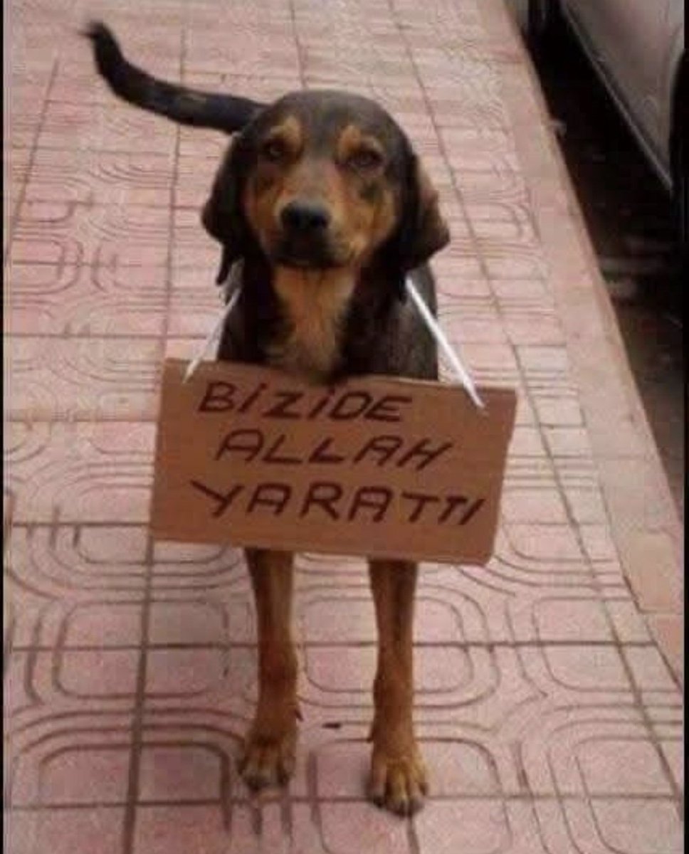 Candan tweet media