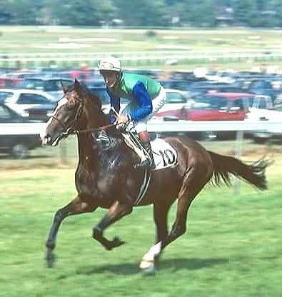 HORSE RACING 100 tweet media