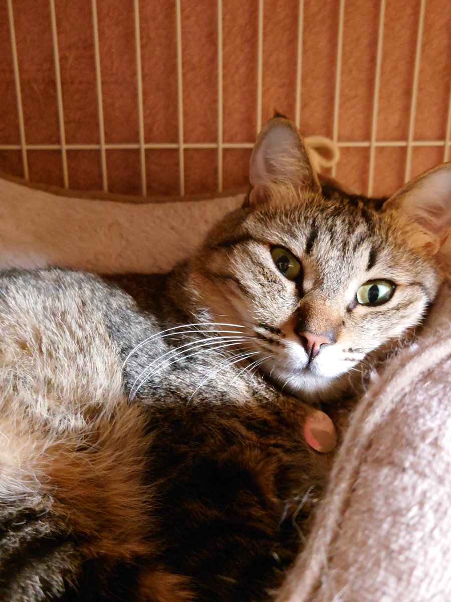 猫のいる暮らし