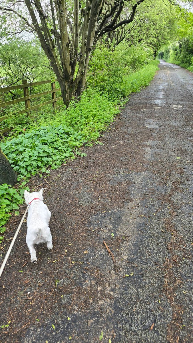 Maisie the Rescue Dog tweet media