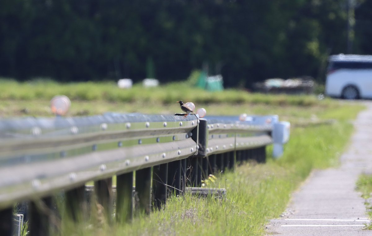 しましまにゃんこ tweet media