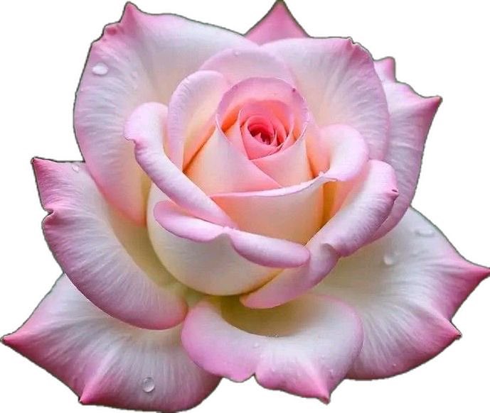 ♡ربي رضاگ والجنه♡ tweet media