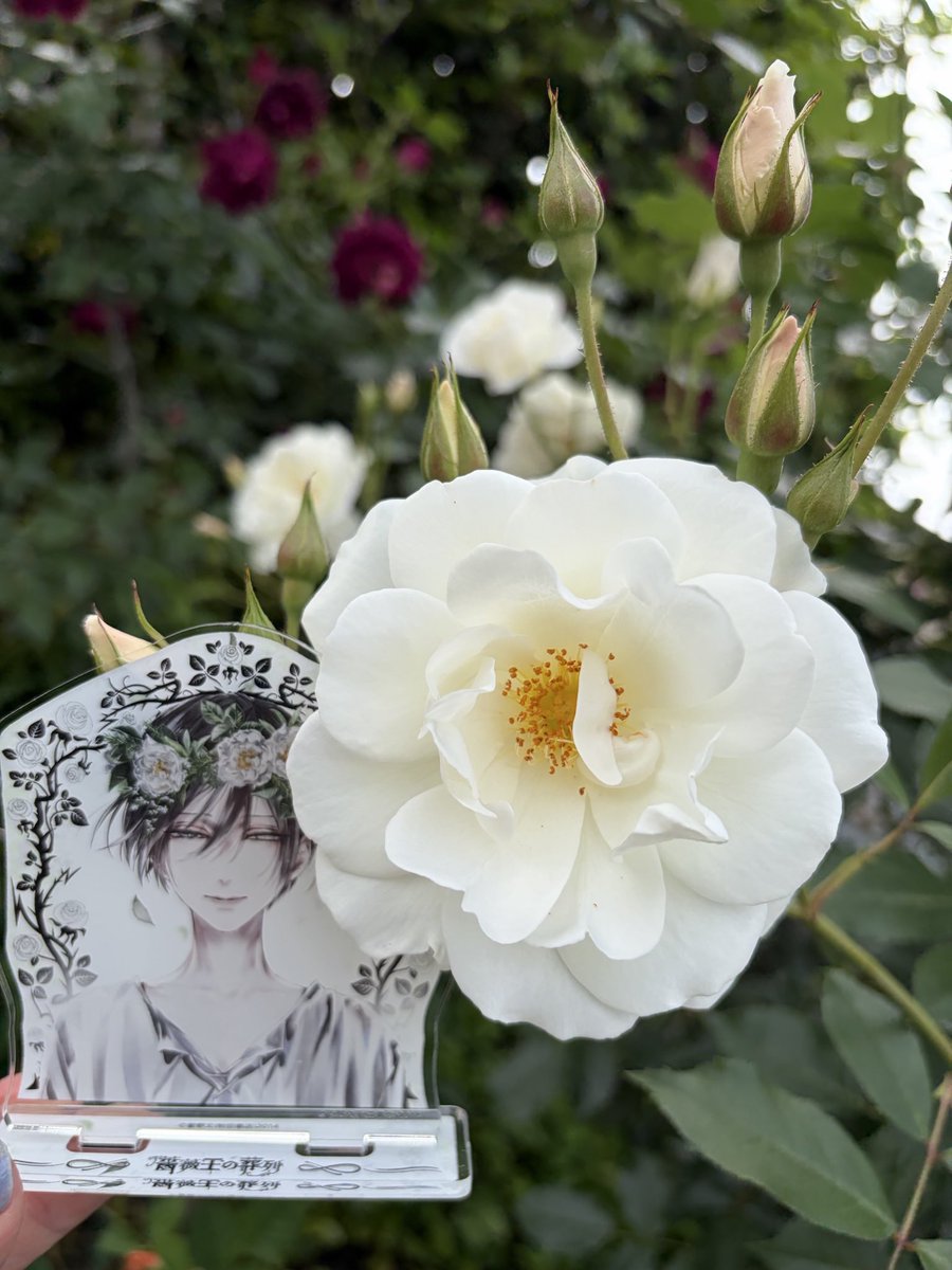 15ibara's tweet photo. ケイツビー柔らか色のイメージ🧡
🌹👑リチャ様やはり🤍似合いすぎる

♯薔薇王の葬列
♯春薔薇
♯リチャード3世
♯ケイツビー https://t.co/wL6DEKnT3O