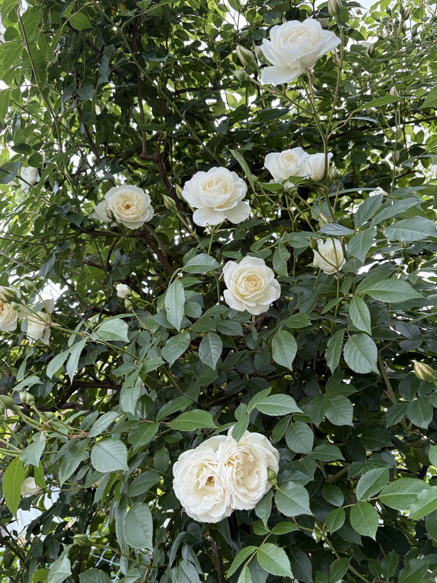 15ibara's tweet photo. ケイツビー柔らか色のイメージ🧡
🌹👑リチャ様やはり🤍似合いすぎる

♯薔薇王の葬列
♯春薔薇
♯リチャード3世
♯ケイツビー https://t.co/wL6DEKnT3O