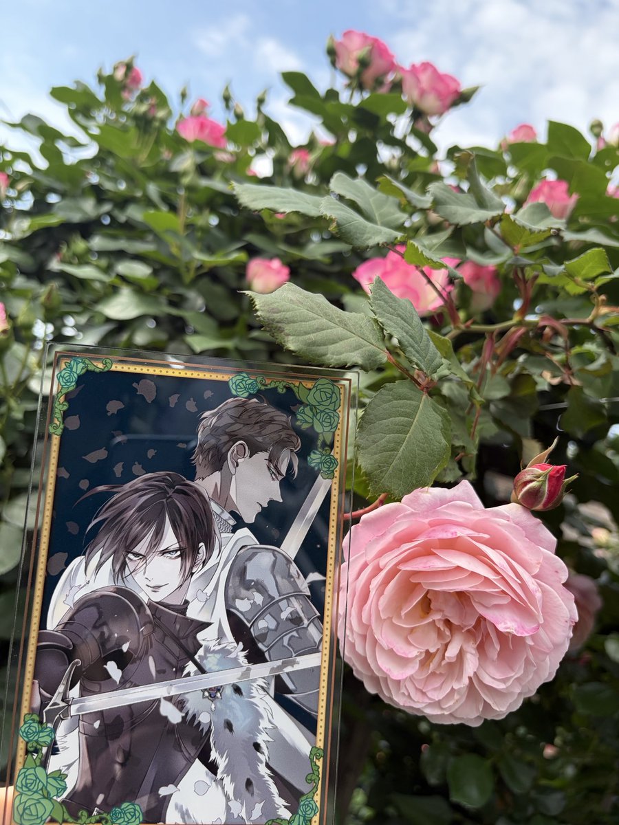 15ibara's tweet photo. ケイツビー柔らか色のイメージ🧡
🌹👑リチャ様やはり🤍似合いすぎる

♯薔薇王の葬列
♯春薔薇
♯リチャード3世
♯ケイツビー https://t.co/wL6DEKnT3O