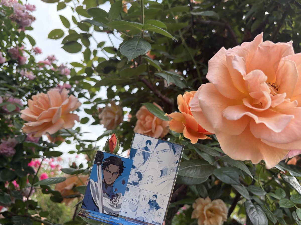 15ibara's tweet photo. ケイツビー柔らか色のイメージ🧡
🌹👑リチャ様やはり🤍似合いすぎる

♯薔薇王の葬列
♯春薔薇
♯リチャード3世
♯ケイツビー https://t.co/wL6DEKnT3O