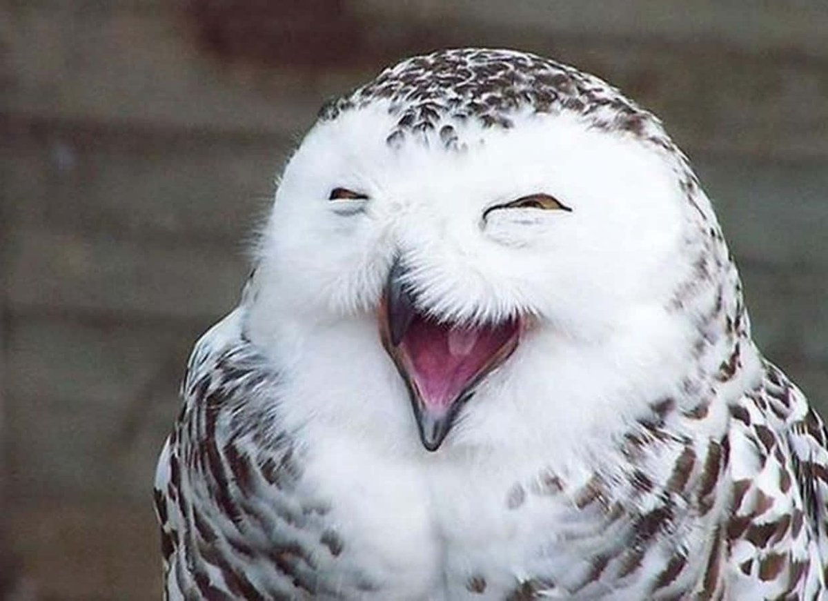 EarlyBird tweet media