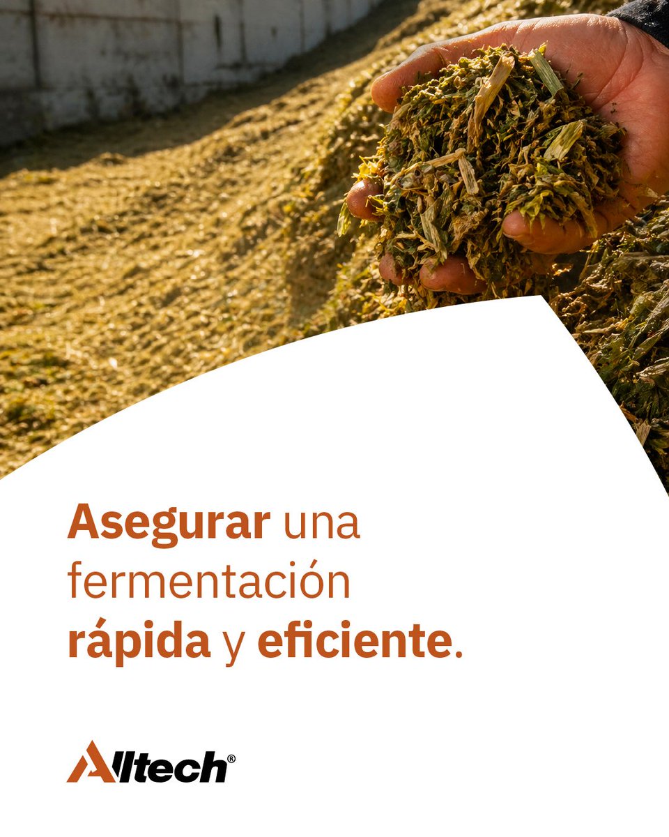 AlltechSpain's tweet photo. 🌡️ Europa es cada vez más calida... El cambio climático afecta directamente la calidad de la producción.

👀 Descubre la respuesta de Alltech Spain a este desafío: https://t.co/pLBhGbgxci https://t.co/RbqUcpP3sK