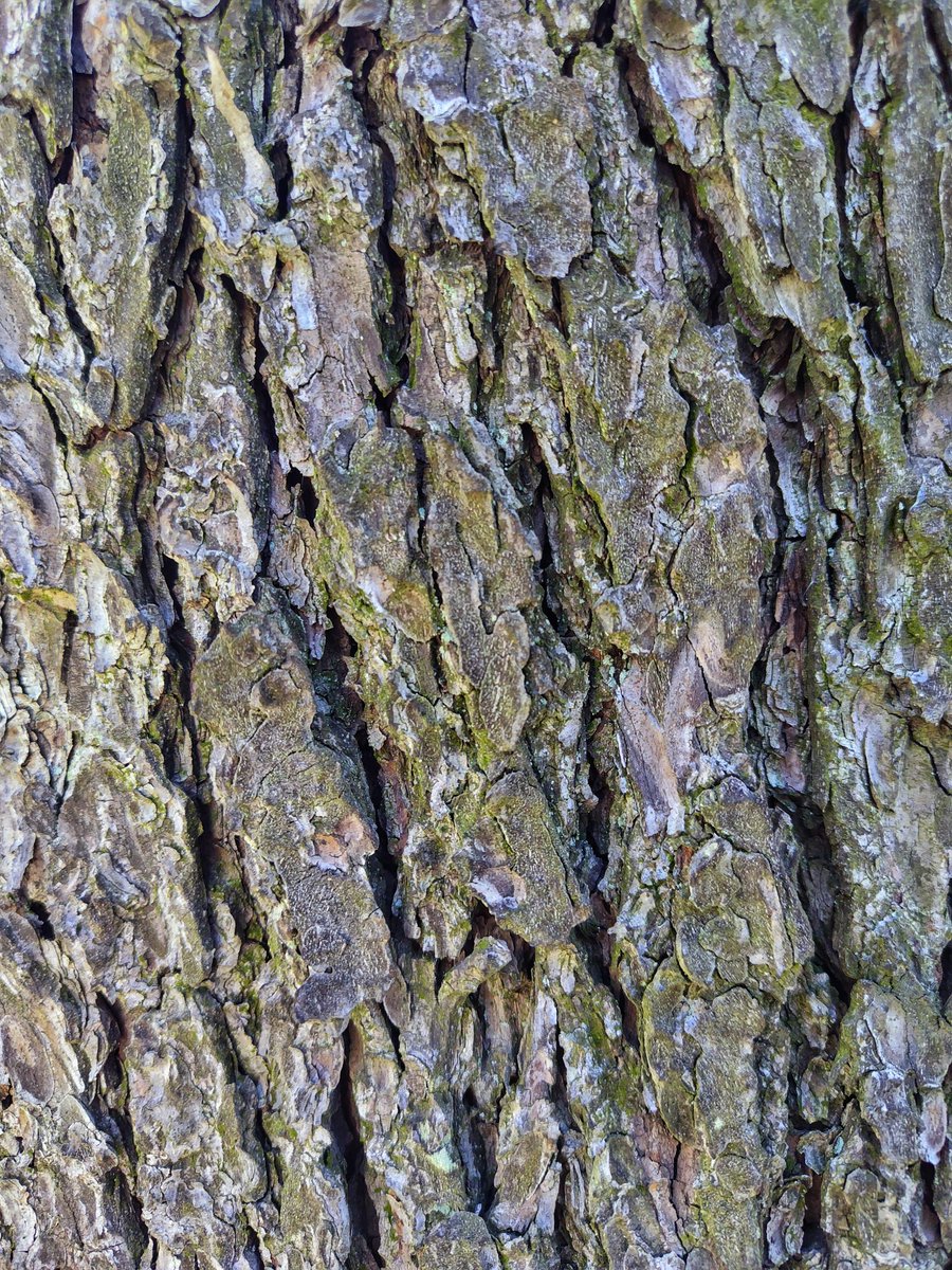 there836's tweet photo. 164 #barktexture #etchedbytime https://t.co/nfeY3wGysE