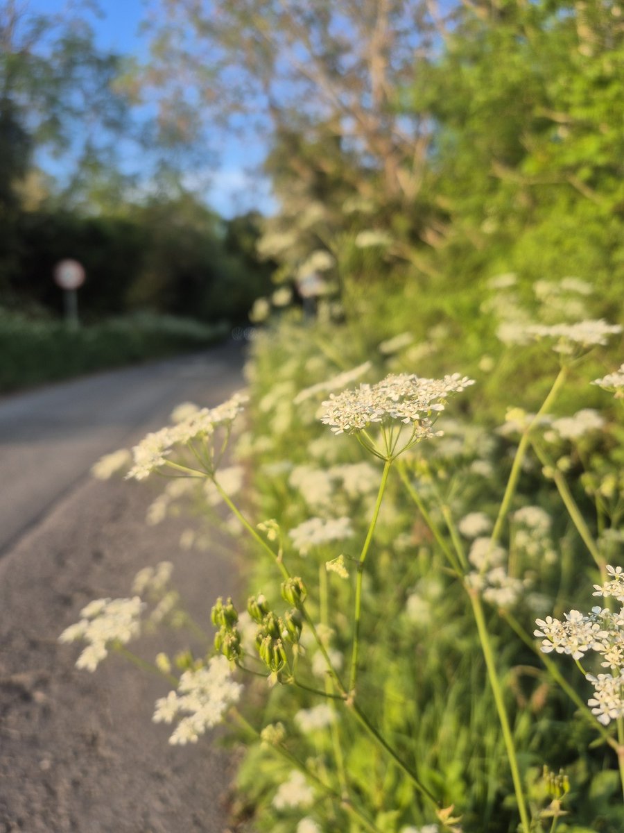 AccessionOundle's tweet photo. Firmly in ‘keck’ season in Cambridgeshire today! ‘Cow Parsley’, officially Anthriscus Sylvestris, goes by a range of regional common names, from ‘keck’ to ‘Queen Anne’s Lace’ what do you call it? #hedgerow #greenandpleasantland #cowparsley #wildflowers https://t.co/SEcqhDUUOx