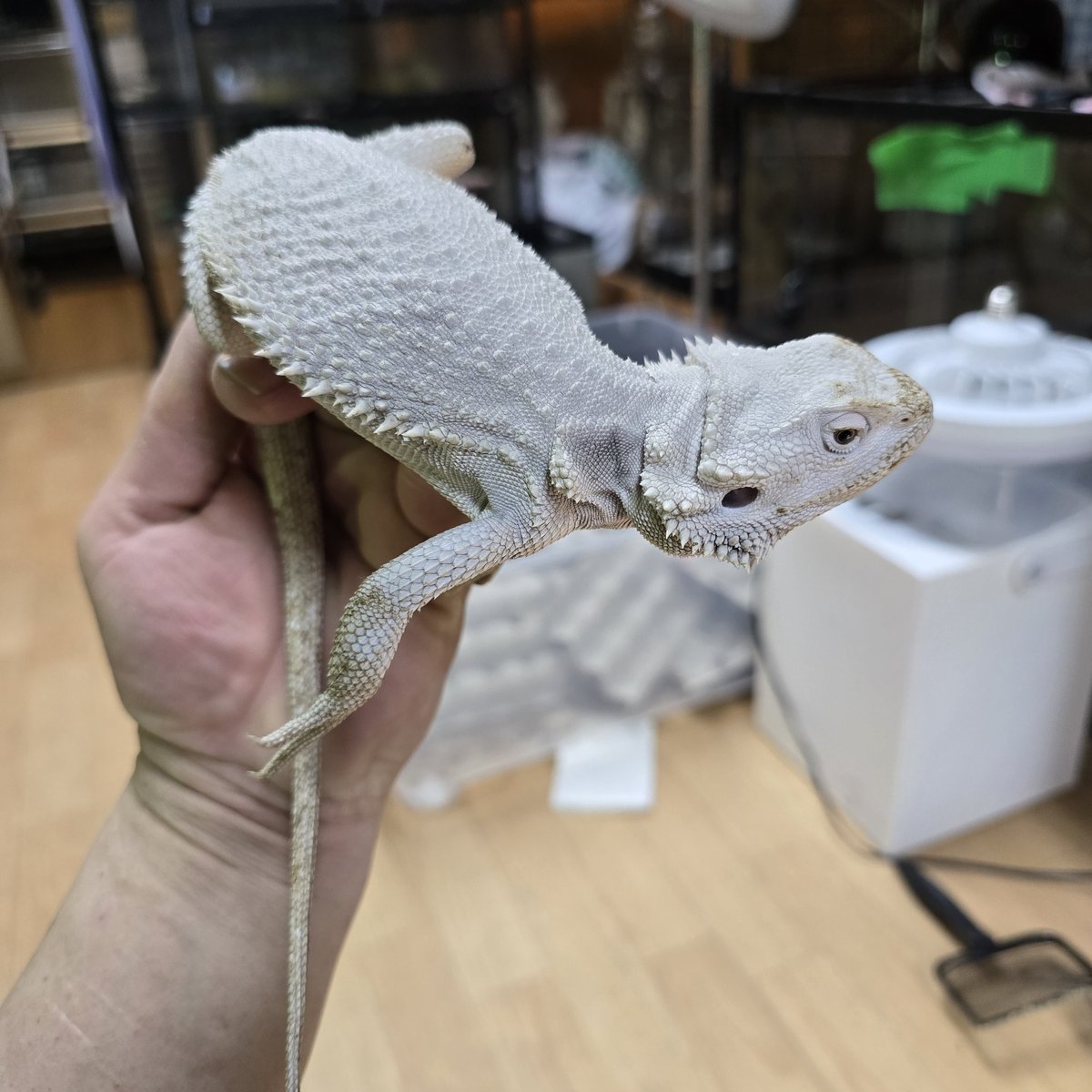 新入荷😝フトアゴヒゲトカゲ ハイポZERO(めっちゃ白い) レッド
