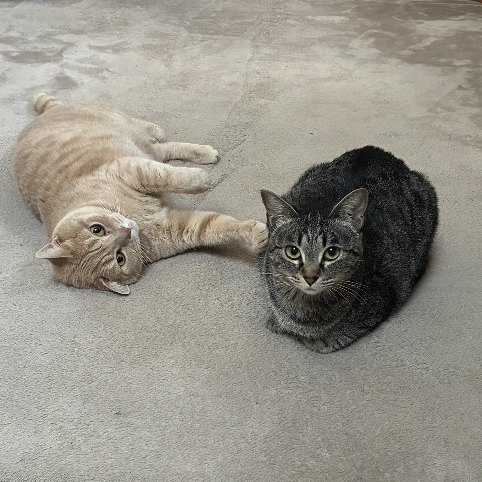 ｽﾊｽﾊｽﾊｽﾊｽﾊｽﾊｽﾊｽﾊ (遠隔猫吸い中)