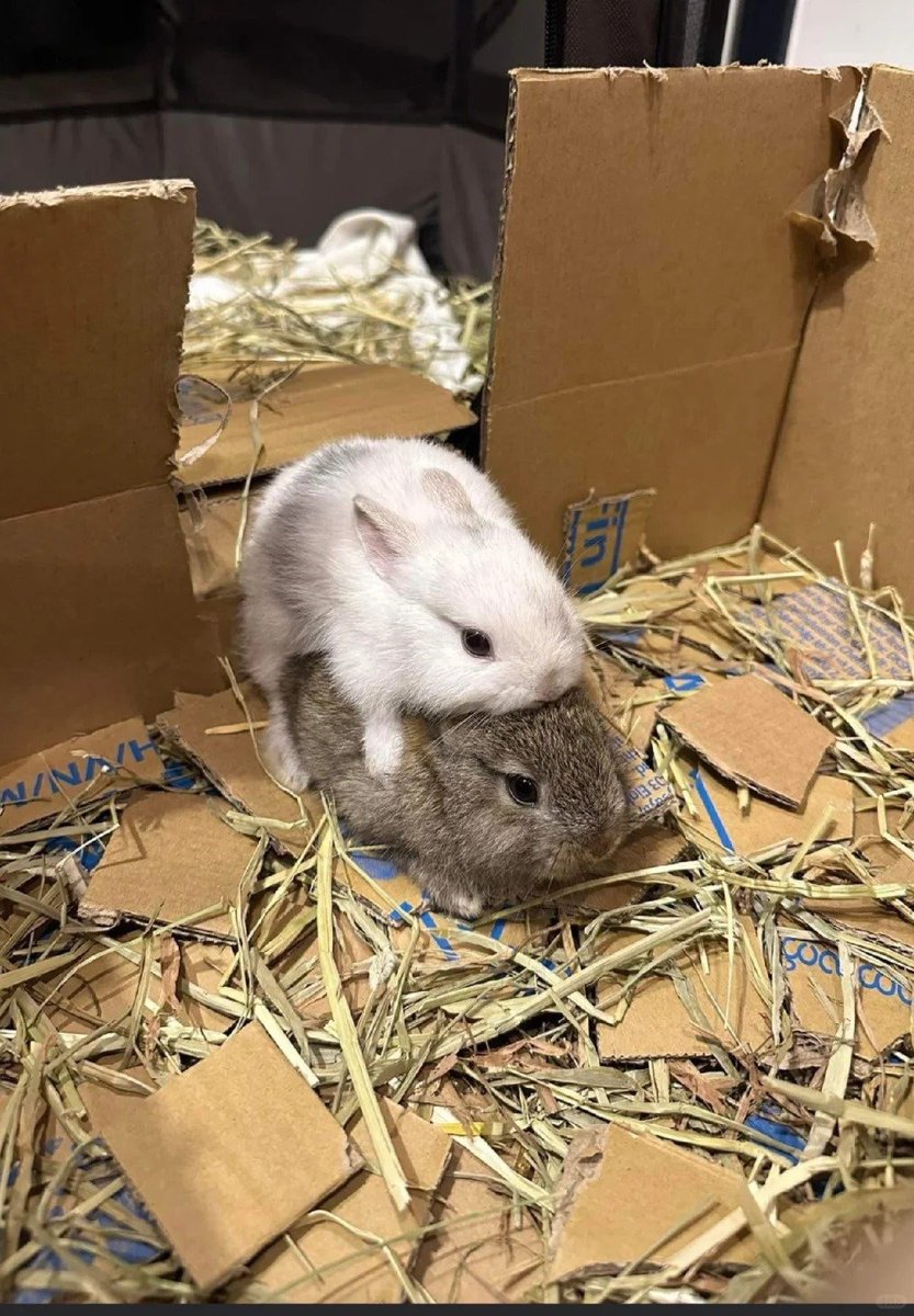 Why you should have a rabbit tweet media