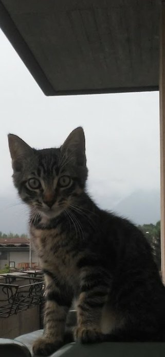 beal_Inblack's tweet photo. Il mio piccolino oggi compie sette anni 🥺🎂💛💛 https://t.co/hqIxQQFGVC