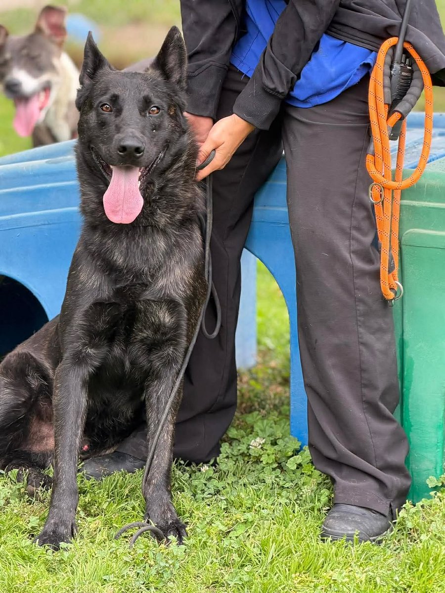 8415_n's tweet photo. RANGER #A609643
1yo.#gsd #germanshepherd #blackshepherd #BFF
Doggo friend is SCOUT #A609645
Gorgeous inside &amp; out. Ranger is the companion you'd want thru life's ups and downs. 
Great with respectful pups, loves his ppl, seeks and needs close connection.
#modestoCA #stancounty https://t.co/HCzsQx5VPO