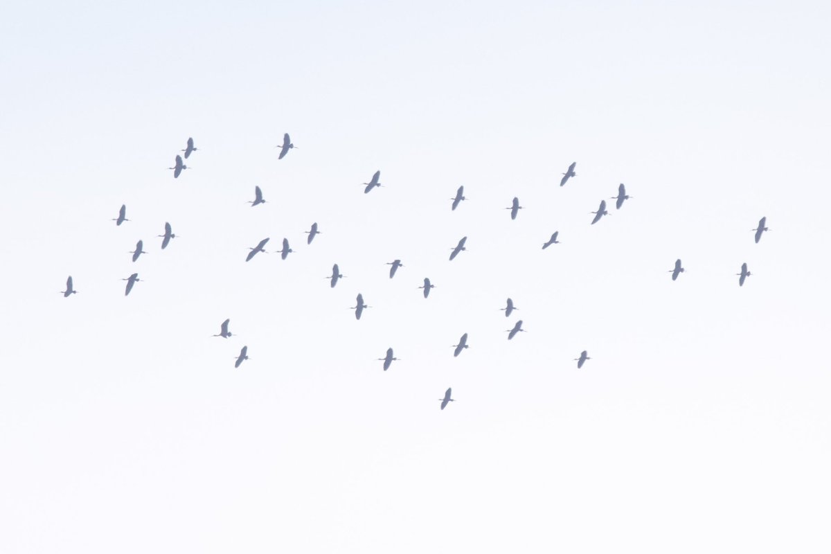 ajohnson0109's tweet photo. saw a lot of flying birds this weekend

shorbs at jamaica bay, ibis over greenwood cemetery (??) https://t.co/J6f7oK04hf