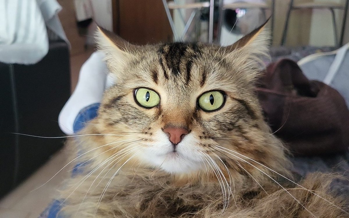 ✨ Schrödinger ✨ tweet media