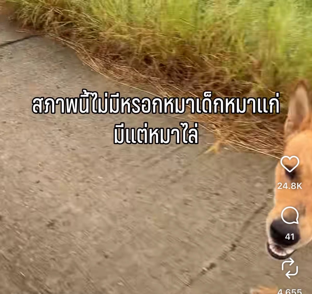 sutiฯ tweet media
