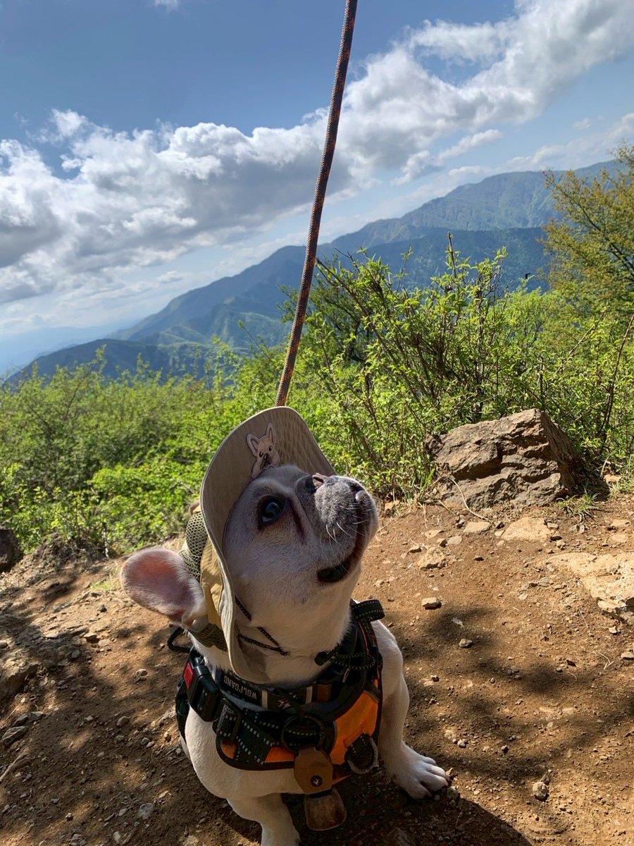 XIXn19XIX's tweet photo. 昨日は久々に大山へ！⛰️

山々と街と海と半島が一辺に望めるこの景色がたまらん！

今の時期は新緑がホント綺麗で目の保養になる✨ https://t.co/9nNoYFAKTR