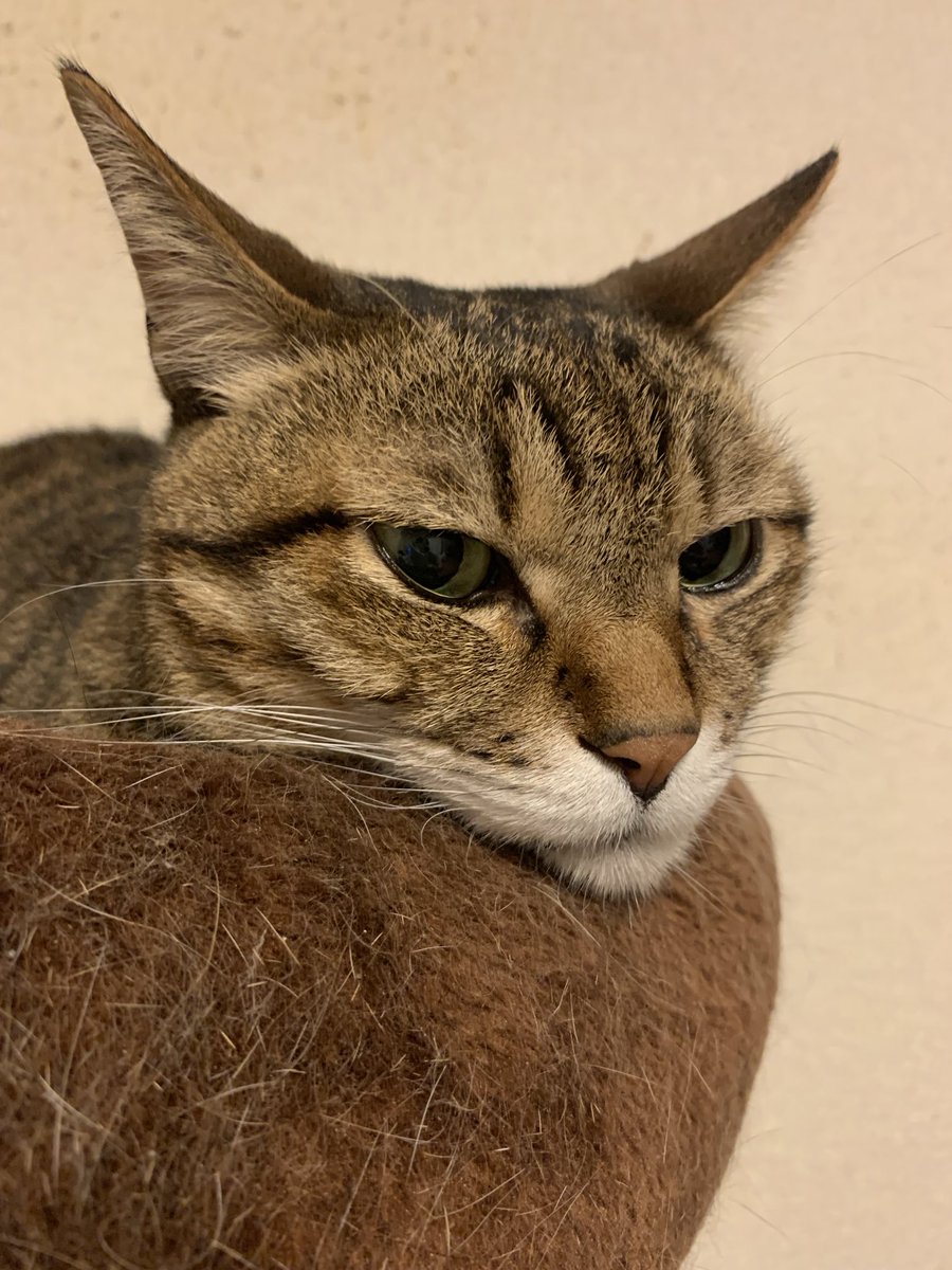 strkyc's tweet photo. キリッ😊🐱💕︎ https://t.co/z6I0uRXux4