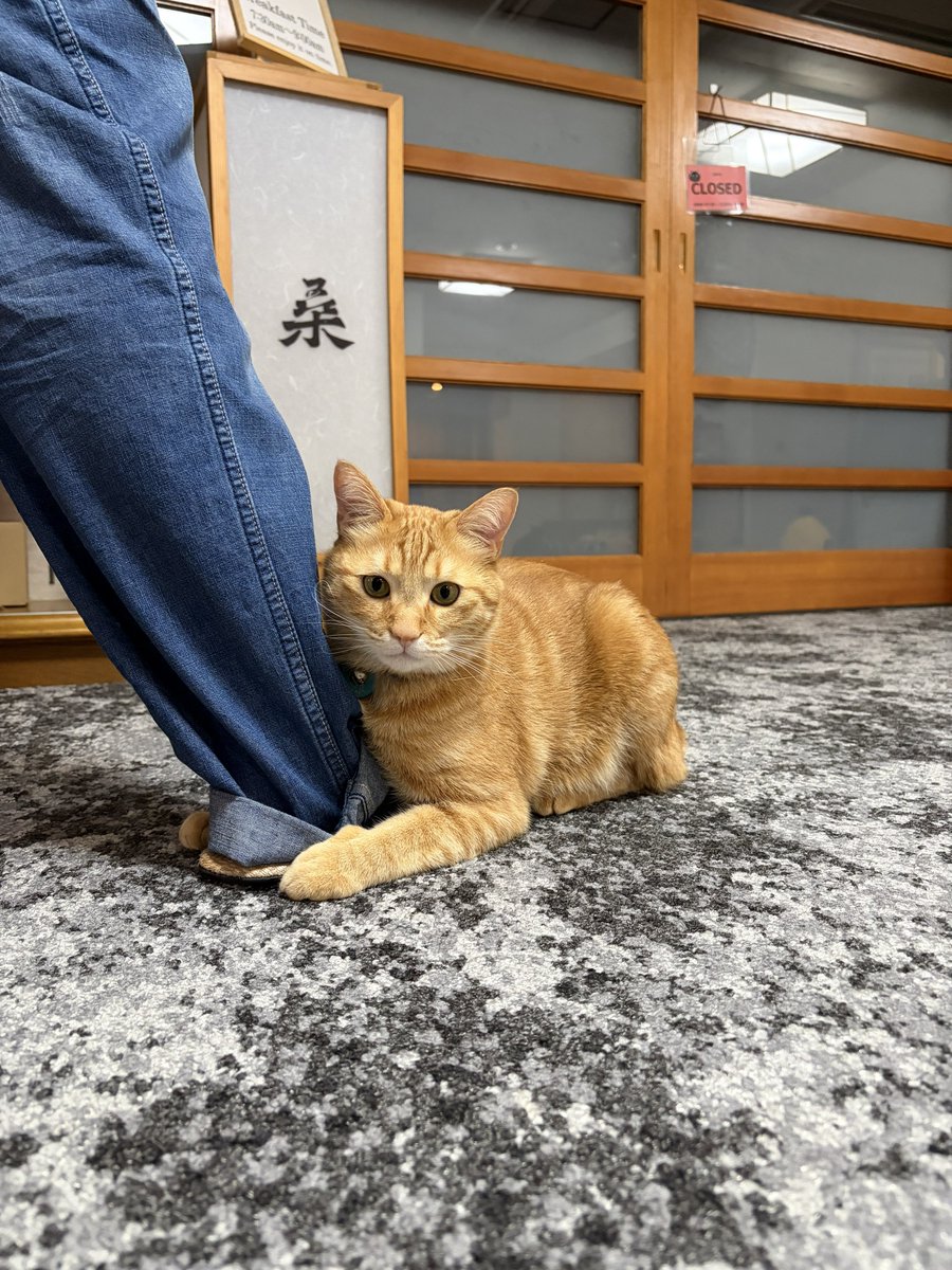 kiriya_ryokan's tweet photo. 離れちゃイヤ！

#野沢温泉
#桐屋旅館
#ねこ温泉
#ねこ宿
#看板猫 https://t.co/cl0DvHjYkk