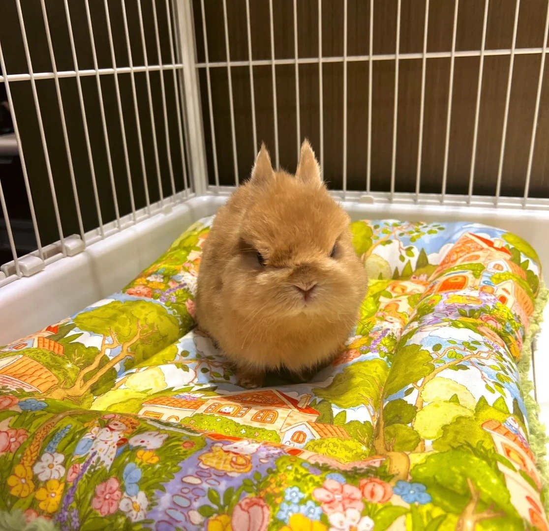 Why you should have a rabbit tweet media
