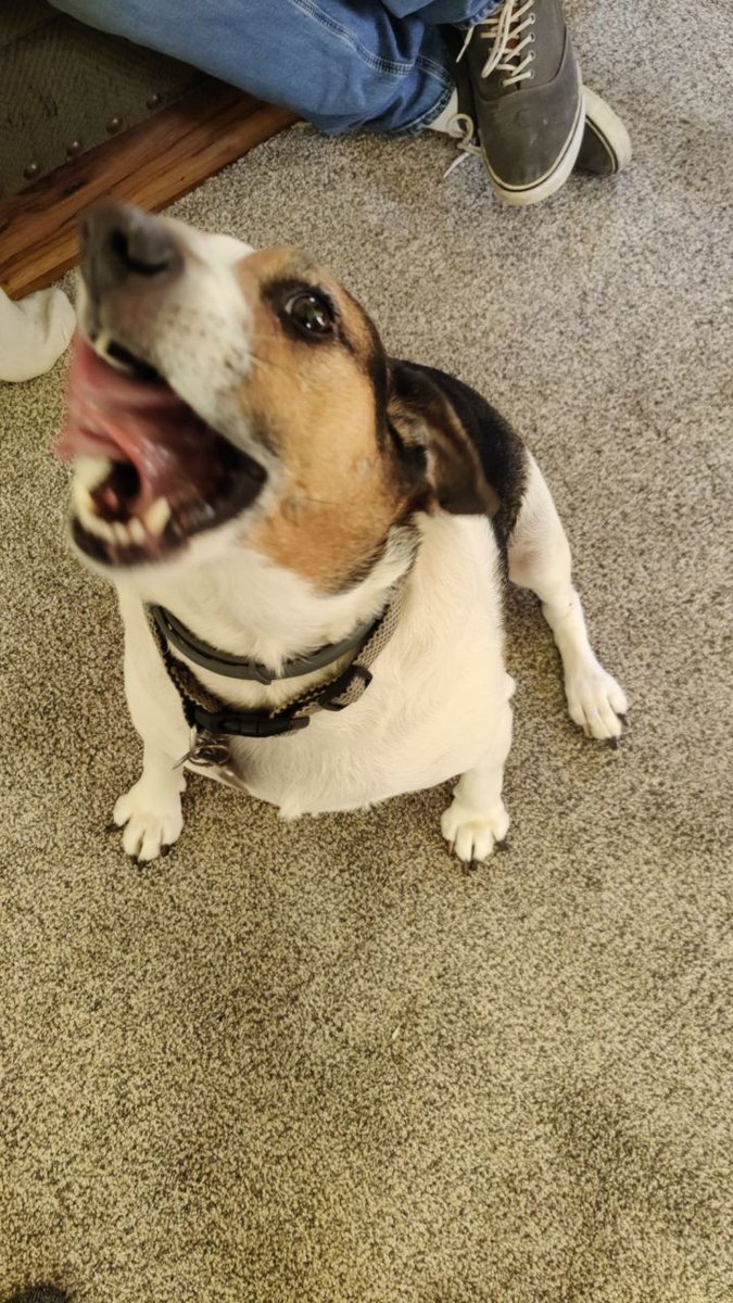 PandaFence's tweet photo. What that dog do(ing)! https://t.co/dPXxrJOKt4