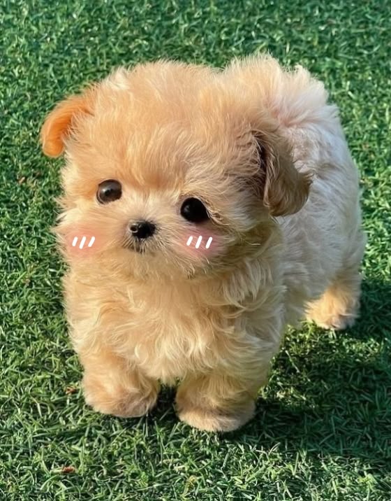 dogs so cute that could save the world tweet media