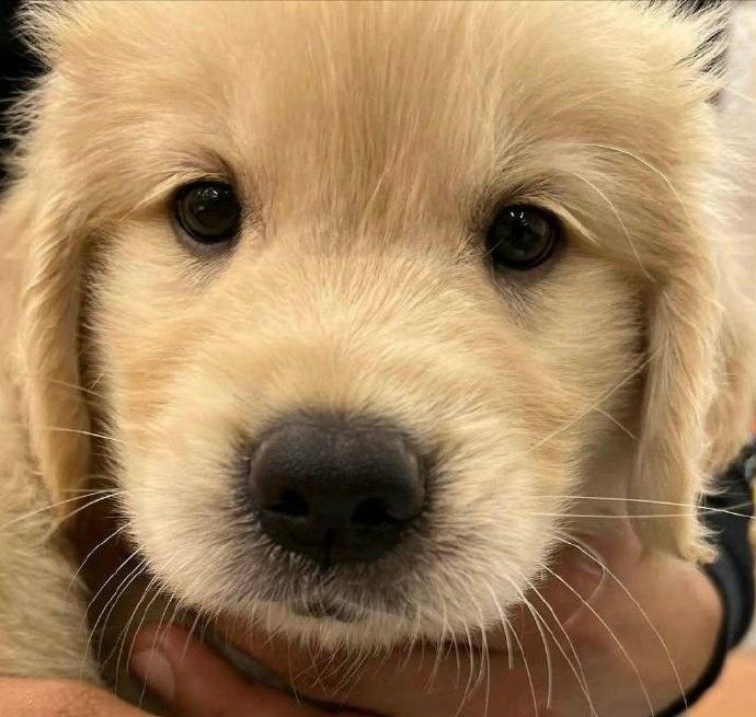 dogs so cute that could save the world tweet media