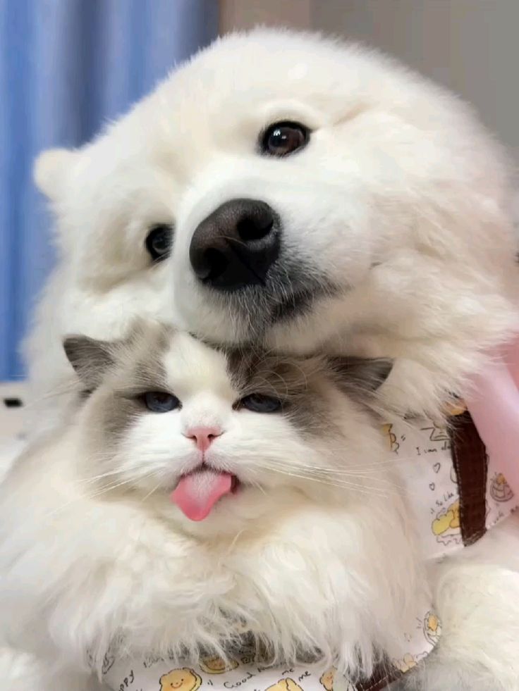 dogs so cute that could save the world tweet media