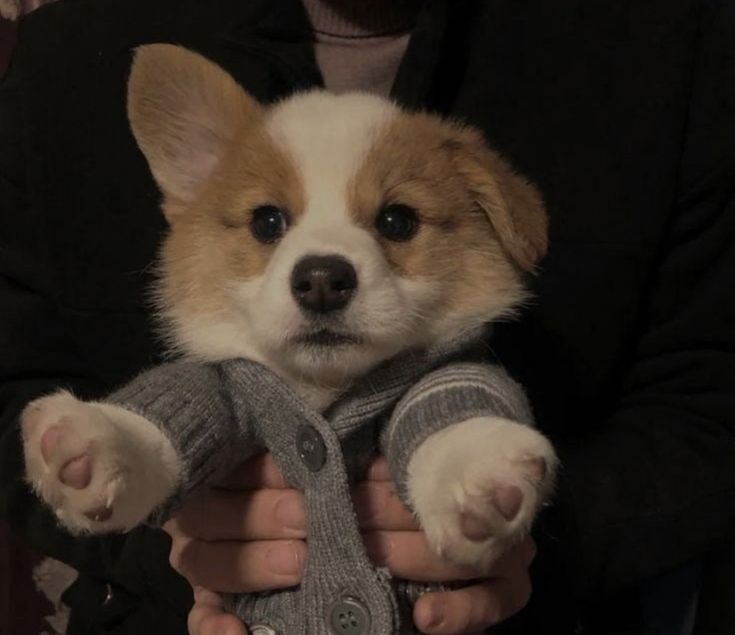 dogs so cute that could save the world tweet media