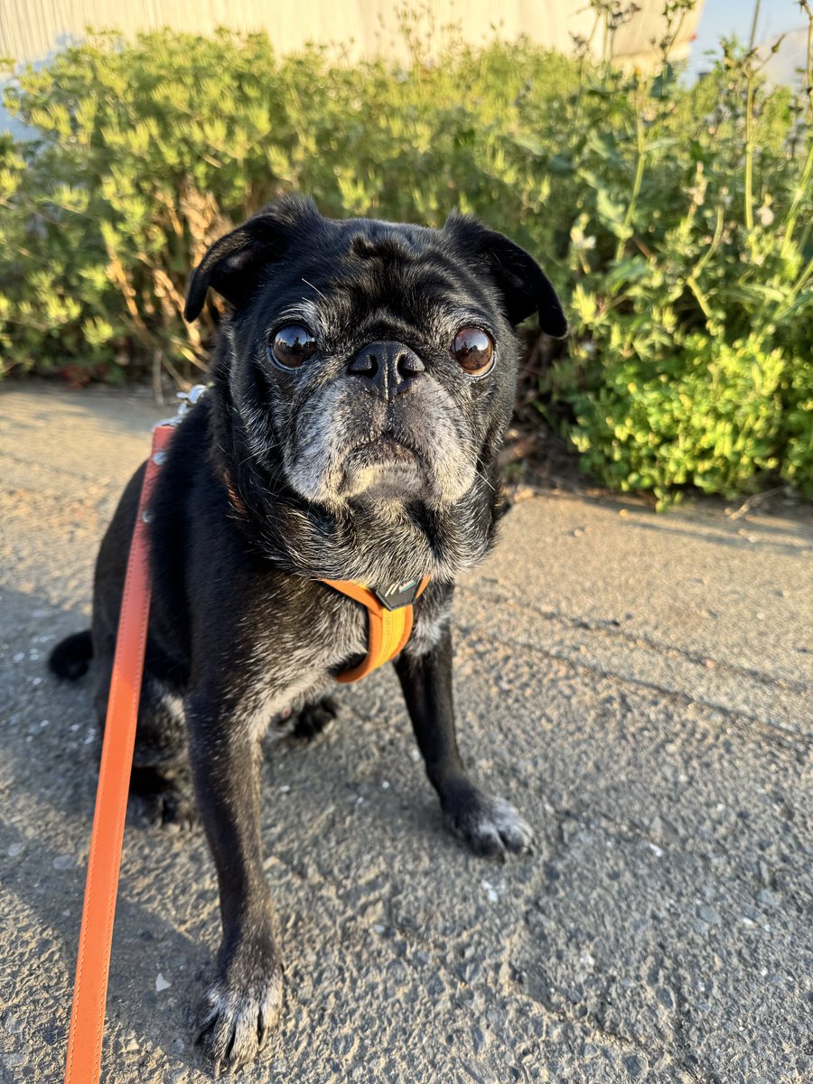 シニア感あって好きです♡ 黒パグ #PUG #pug #パグ #黒パグ
