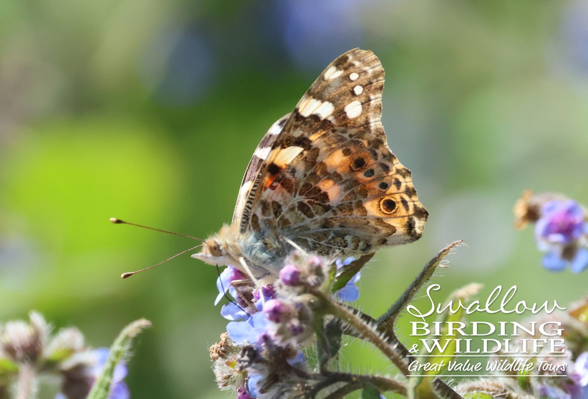 SwallowBirding's tweet photo. After the Dawn Chorus, I led a day trip at Fingringhoe Wick where we saw nest-building REED WARBLERS, PAINTED LADIES galore, SLOW WORM and quite a few SMALL COPPER. #essexbirding #birds #birding #ukbirding #wildlife https://t.co/EZOenBR9yM
