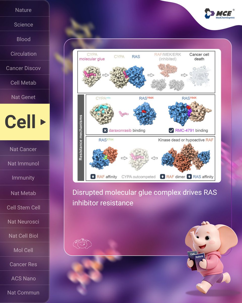 MedChemExpress's tweet photo. 🔥Hot off the press | Overcoming resistance to RAS #MolecularGlues
#RAS (#KRAS/ #NRAS/ #HRAS) mutations drive many cancers by locking signaling in an “always-on” state. New tri-complex inhibitors (TCIs), like daraxonrasib, recruit CYPA to block RAS–RAF signaling—but resistance is already emerging.
A Cell study of 40 patients reveals two key escape routes.
🧪 KRAS mutations
KRAS Y64 variants weaken drug binding and disrupt complex formation. KRAS Y71 mutations instead strengthen RAS–RAF interaction, competing against the drug effect.
🧬 BRAF alterations
Kinase-dead or low-activity BRAF mutants stabilize RAF dimers, sustaining downstream signaling even under treatment.
🔁 Overall, resistance converges on restoring RAS–RAF signaling—either by weakening drug binding or strengthening native protein interactions. The study also suggests potential fixes, including next-gen inhibitors like #RMC4791 and combination strategies targeting RAF dimers or MEK/ERK signaling. A clearer roadmap for designing more durable molecular glues. https://t.co/QdJQ3bEF7p
MedChemExpress provides #Elironrasib, an orally active covalent KRAS inhibitor, supporting this research, along with a wide range of molecular glues and compound libraries—your trusted partner in scientific discovery. https://t.co/SqCXwHVv7s
#CancerResearch #DrugResistance #TargetedTherapy #Oncology