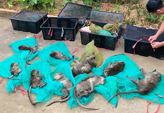 StopCamarles's tweet photo. Por favor, pide a las autoridades de Lang Son que detengan estos atroces planes y ayuda a evitar la tortura y masacre de miles de macacos más.

Puedes hacerlo en su Facebook: https://t.co/9FEIfHJTUu

O por correo a: stnmt@langson.gov.vn y sonnptnt@langson.gov.vn https://t.co/Ae8iuiKrgD