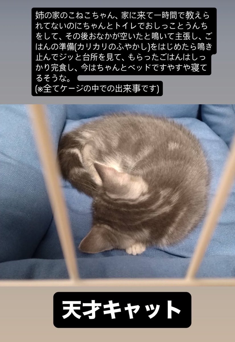 愚鈍 tweet media