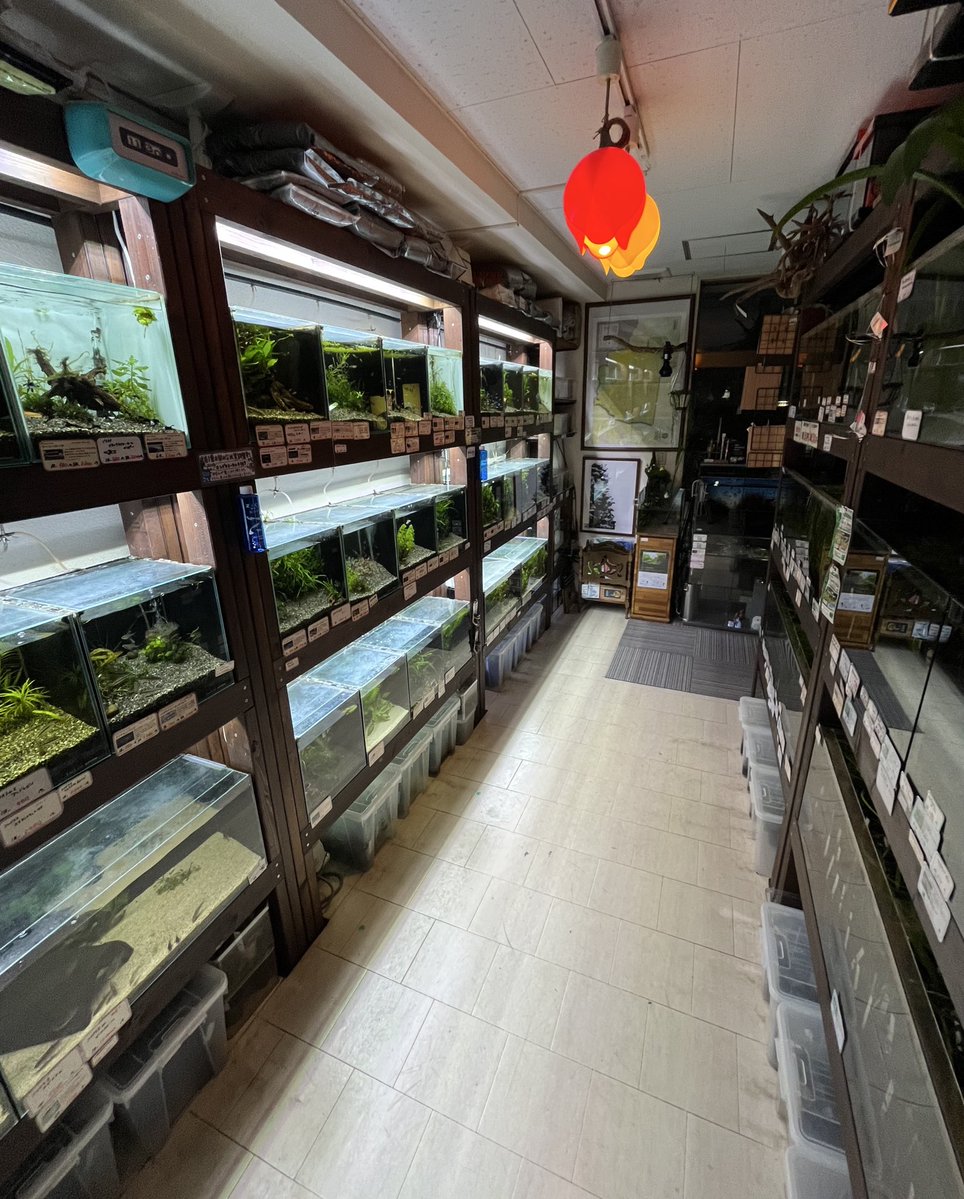 AquariumTime tweet media
