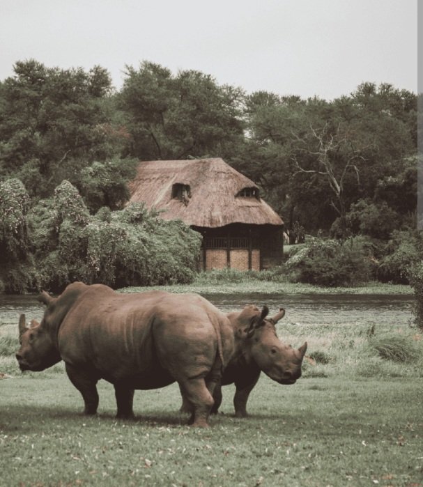 ThisAndThatSafa's tweet photo. Now it's easier, we can now take you to Antelope Park near Gweru in one Day.All our tours depart from Bulawayo.Welcome to Antelope Park! https://t.co/hw0w0u6GYY