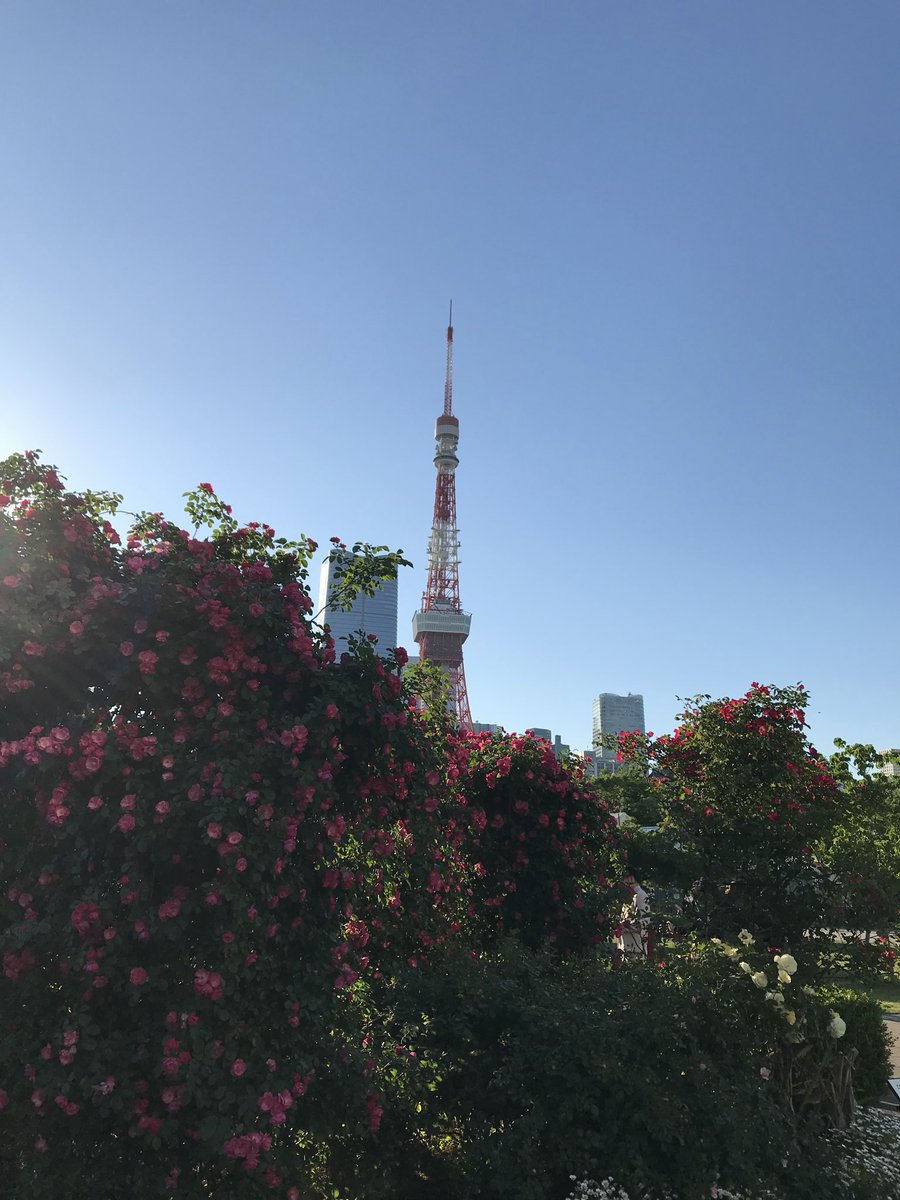 光咲 tweet media