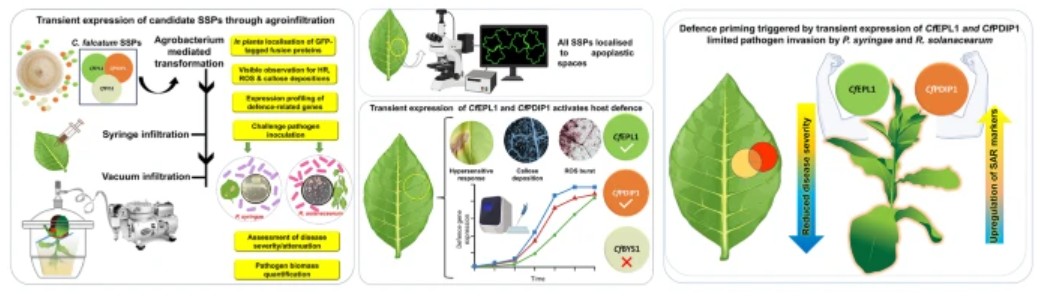 Plant Cell Reports tweet media