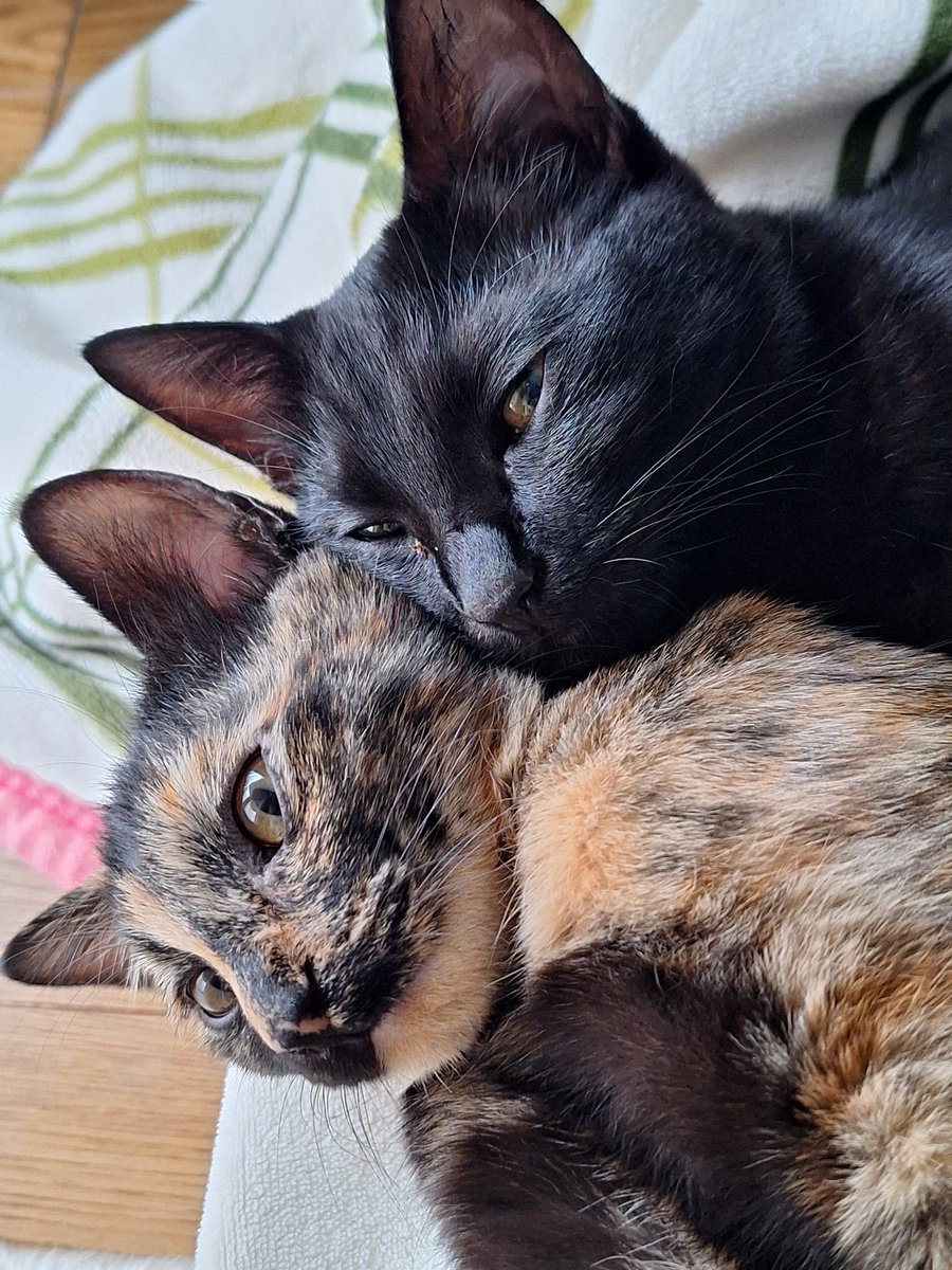 2Sgdgd's tweet photo. ずいぶん猫らしくおっきくなってきました☺💕 https://t.co/PYwxlagYQK