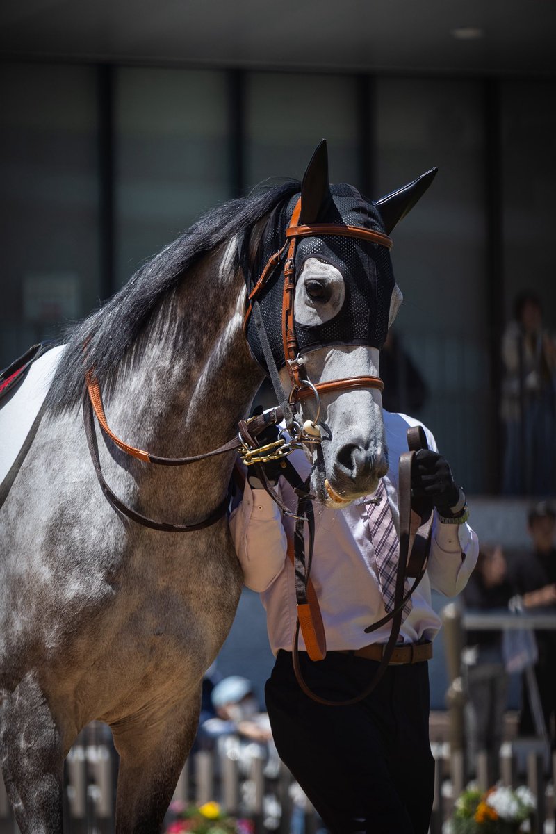 umatonekoship's tweet photo. 2026.5.10
京都競馬場 6R
レジェンドシップ
ゴールドシップ産駒
丹内祐次騎手 https://t.co/ONA3nr2jt3