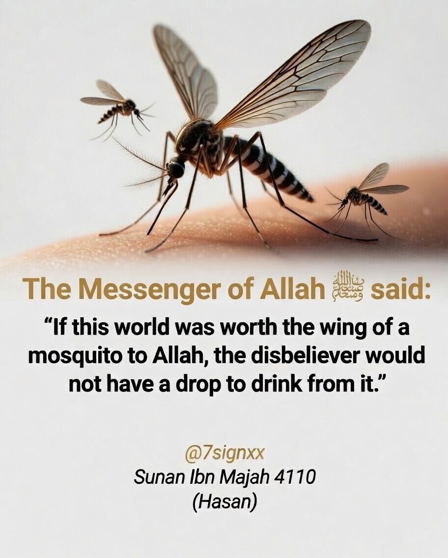 7signxx's tweet photo. The Messenger of Allah ﷺ said: https://t.co/6AT2jZL96P
